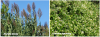 plantes invasives de la riera de vallvidrera
