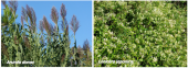 plantes invasives de la riera de vallvidrera
