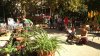 fira intercanvi plantes