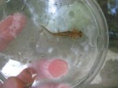 larva de salamadra trobada a la primavera 2014