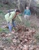 eliminant un rebrot de canya