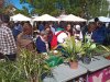 detall de la XI Fira intercanvi plantes de la Floresta - abril 2019